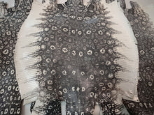 Load image into Gallery viewer, Ring Lizard Natural