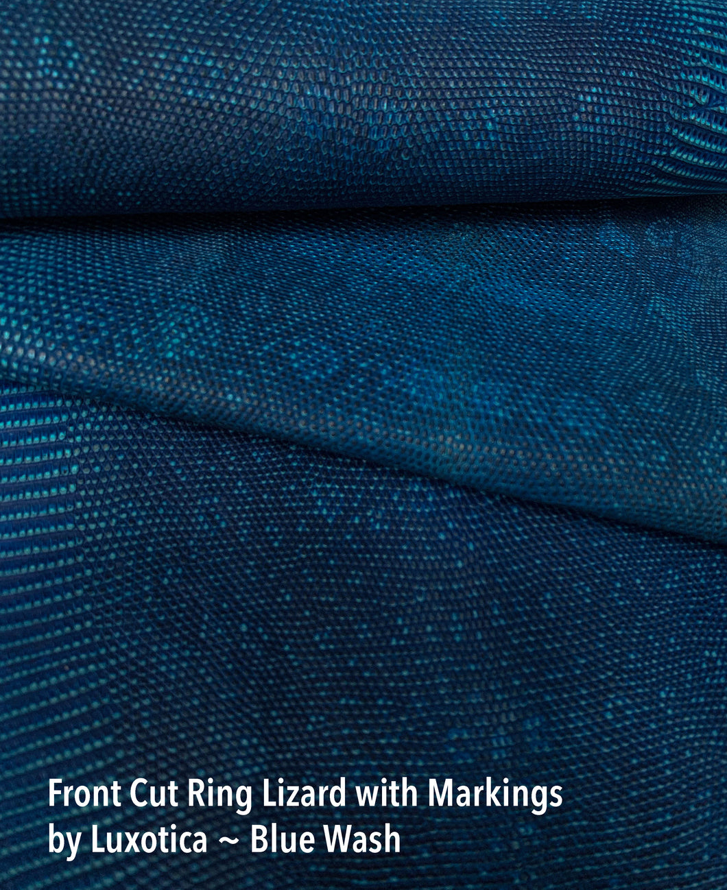 Ring Lizard Front Cut with Markings Blue Wash