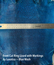 Load image into Gallery viewer, Ring Lizard Front Cut with Markings Blue Wash
