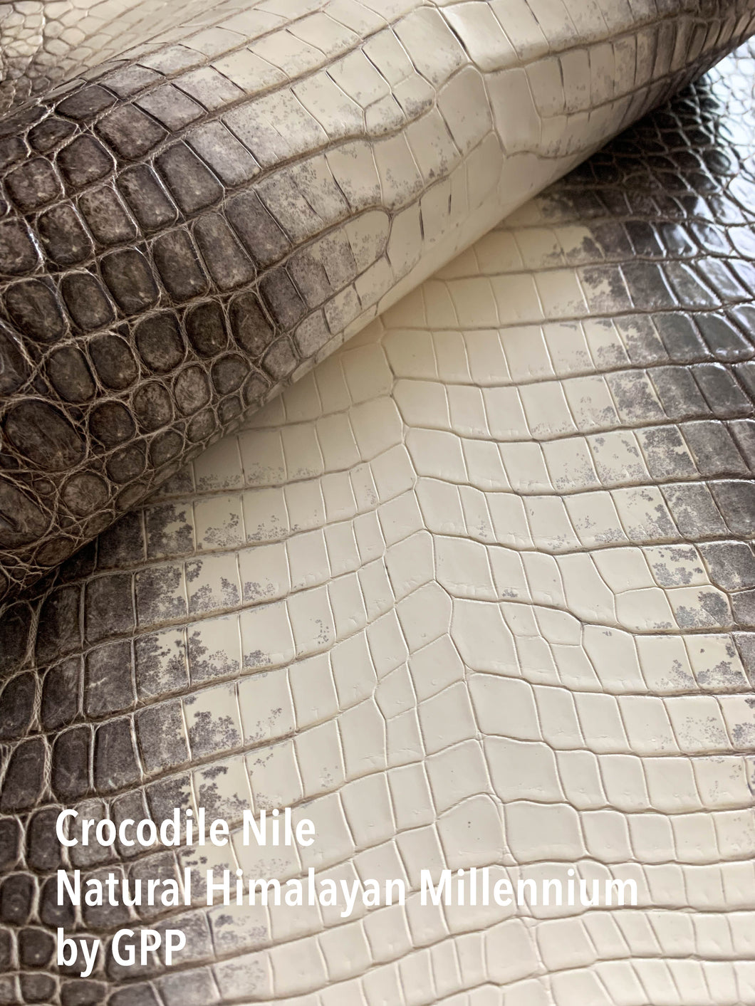 Crocodile Nile Natural Himalayan Millennium Finish by G.P.P.