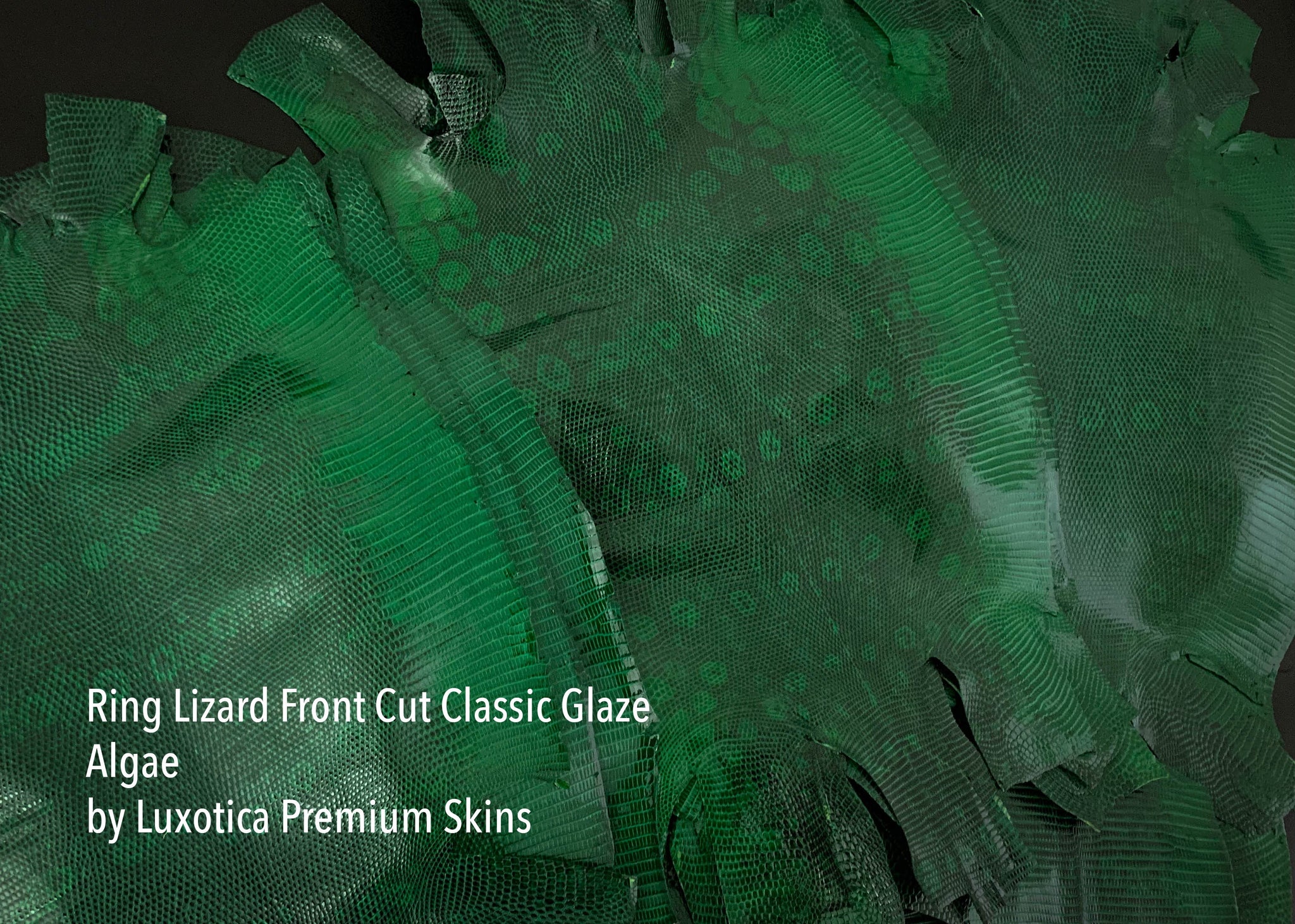 Lizard Skin Leather | Forest Green | Glazed Finish | Front high quality Cut